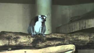 臺北市立動物園_非洲動物區_環尾狐猴Ring-tailed Lemur