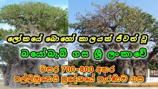 Baobab tree | පල්ලිමුනෙයි ප්‍රදේශයේ ඇති පැරණිතම බයෝබැබ් ගස | වසර 700-800 පැරණි ගස #nadarata #Traval