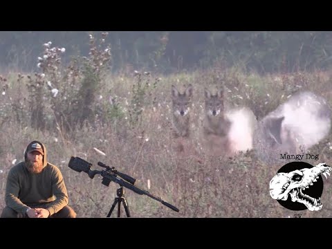 Blowing Up Fall Coyotes - Coyote Hunting - YouTube