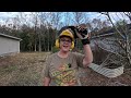 how i m pruning my overgrown fig tree in florida