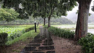 Soothing rain sounds help you fall asleep quickly | Insomnia, sleep supplementation, healing