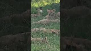 #Wildlife Sightings Today 03/04/22 (Lions, Elephant, etc) | Lalashe Maasai Mara | #shortsafrica