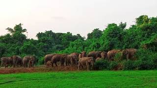 ময়মনসিংহ হালয়াঘাট বন্য হাতির আক্রমণে ২ জন এর মৃত্যু