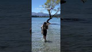 🇳🇿ニュージーランド｜湖の中に75年生えているワナカツリー🌲｜Wanaka tree, New Zealand｜#shorts #ニュージーランド #海外生活