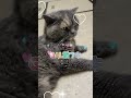 深夜のお家猫カフェライブ配信 shorts 猫動画 cat 猫好きさんと繋がりたい