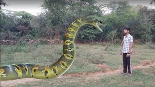 Anaconda Snake 1 In real Life HD Vedio | Big Snake Anaconda In Real LIfe | #anaconda #snake