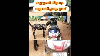 Shera beetal ക്രോസ്സ് 13500 കടിഞ്ഞുൽ 9605204150 മണ്ണാർക്കാട്