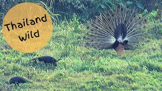 Male Green Peafowl Displays in Huai Kha Khaeng Wildlife Sanctuary, Thailand