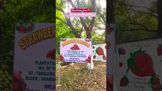 Strawberry farming in Mayurbhanj 🍓🙀 |Short trip with friends 🤩🥳#ytshorts #viralshorts #youtubeshorts