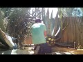 blue agave trimming