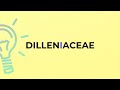 what is the meaning of the word dilleniaceae