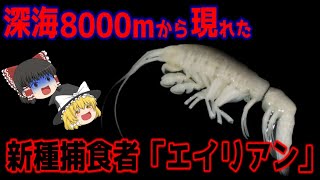 深海8000m、光の届かない世界から発見された新種の捕食生物。その驚愕の姿と生態に迫る！【ゆっくり解説】