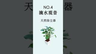 七种室内植物，让养生轻松进行ing