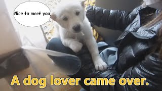 White Shiba Inu：A dog lover came over 【English】