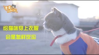 天气冷给猫咪穿上衣服后，萌哭铲屎官！