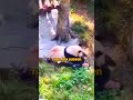 panda attack zookeeper s incredible escape