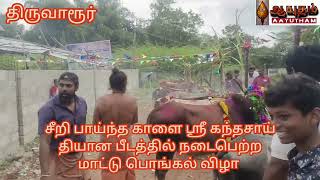 சீறி பாய்ந்த காளை ஸ்ரீ கந்தசாய் தியான பீடத்தில் நடைபெற்ற மாட்டு பொங்கல் திருநாள்