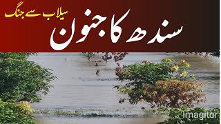 Effects of flood on mango crop in Sindh