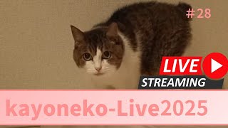 【夜の猫ライブ】かよねこライブ＃2025