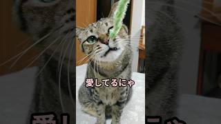 愛してるにゃ #猫 #猫のいる暮らし #キジトラ #shorts