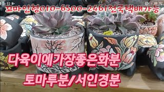 다육이에가장좋은화분/토마루분/서인경분   꼬마인형010-6500-2461