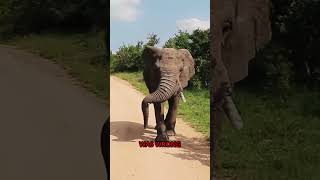 Baby elephant got stuck and mother is desperate to get help 😥