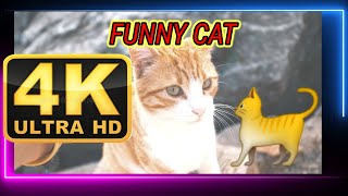 Funny Cats And Kittens Meowing Compilation 2022 || ❤️ 😍 💖 cat 🐈 #funnycat  #funnyvideo