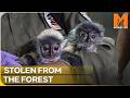 A Race Against Time to Save Two Traumatized Baby Primates | Monkey Life | Season 17 Episode 10