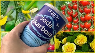 BAKING SODA - plants will die if you don't do this! Kills 100% breeding, pests