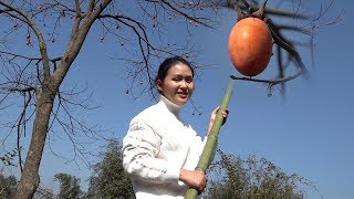 The rural girl skillfully uses bamboo to pick the persimmons.