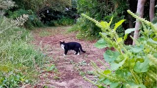 あの日ボス吉に遭遇してしまったハチ吉にそっくりなさくらねこ