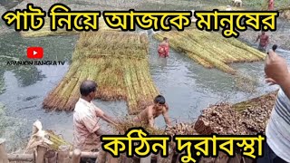 পাট নিয়ে আজকে মানুষের কঠিন দুরাবস্থা ।। jute cultivation ।। @apanjonbanglatv9185