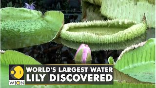 WION Climate Tracker | Scientists discover new species of giant water Lily