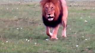 Lion funny