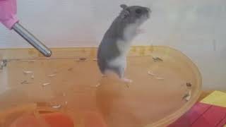 【おもしろ動物】ハムスターが二足歩行で歩く動画。途中で目が回って倒れます。Hamster