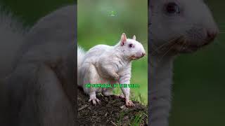 Albino Squirrels | The Rare and Enigmatic Creatures |White Squirrel