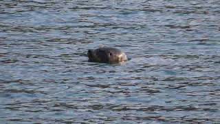 Cute harbor seal in Vancouver Harbour - Vancouver, BC, Canada