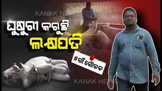 White Pig Farming In Cuttack