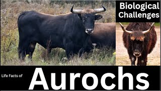 Aurochs