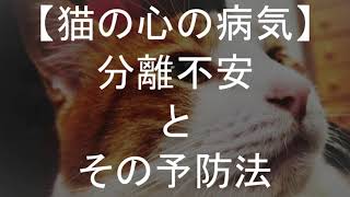 猫の心の病気【分離不安】予防策