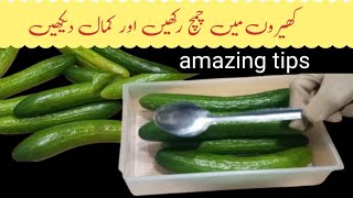 How To Preserve Cauliflower Cucumber And Lemon اب کریں سبزیوں کو لمبے عرصےتک محفوظ