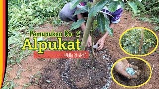 Pemupukan Tanaman Alpukat Usia 8 Minggu Setelah Tanam dengan Pupuk Cantik, NPK 16 16 16, dan SP36