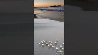 鵠沼海岸🌊夜明け前✨曙色グラデーション✨江ノ島寝観音様👸白雪富士山🗻ハマシギさん🐤🐥🐤🐥✨2025年2月11日✨