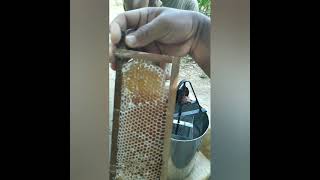 BERE BIDWI BOKONAI                                                  HONEY HARVESTING