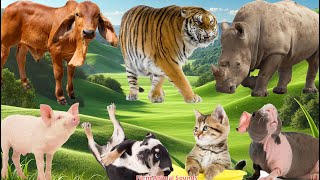 Surprising Farm Animal Sounds: Cow, Tiger, Rhinoceros, Pig, Dog, Cat, Guinea Pig, Rat - Animal Video