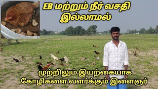 சிறுவிடை நாட்டுக்கோழி வளர்ப்பு | siruvidai kozhi  day old chicks available in Villupuram.6379534758