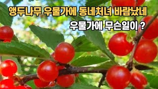 앵두나무 우물가에 동네처녀 바람났네