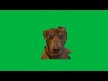 Funny Scared Dog Stare Green Screen