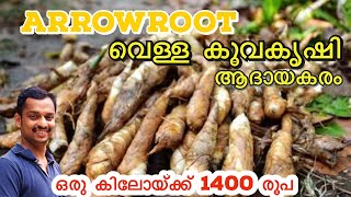 കൂവ കൃഷി രീതി #Arrowroot Farming Methods #Arrowroot #kuva krishi Malayalam#,koova krishi #kl 06 farm