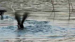 Coot Fight